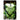 Ortlieb Back - Roller Plus CR - Hinterradtasche QL2.1 (2x20L) 42 cm (kiwi - moss green) - Markenkoffer